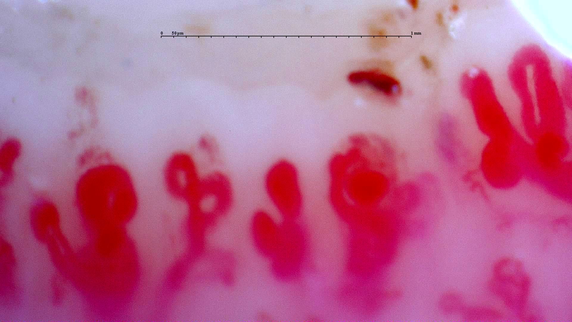 Detail for interpretation